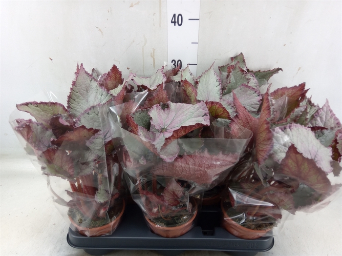 <h4>Begonia BD 'Hawaiian Silver'</h4>