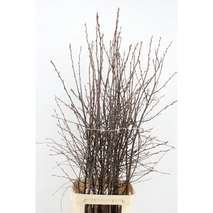 AMELANCHIER LAMARCKI(KRENTENBLOESEM)