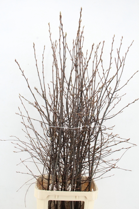 AMELANCHIER LAMARCKI(KRENTENBLOESEM)