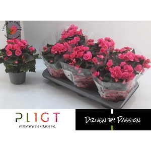 Beg Hl Adonia Pink