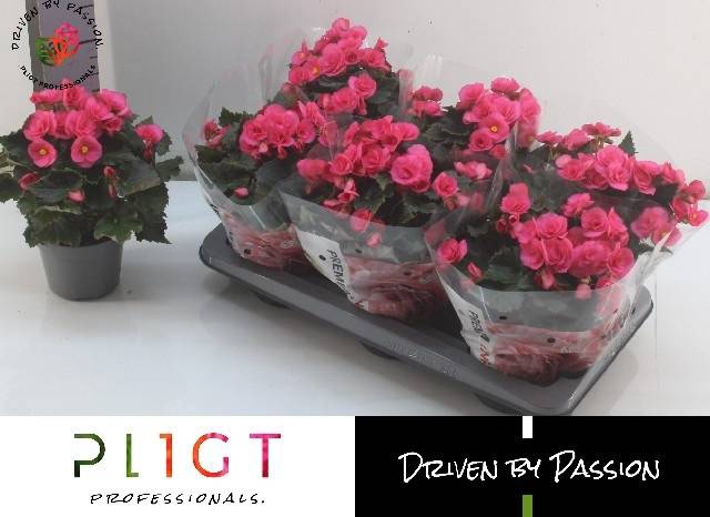 <h4>Beg Hl Adonia Pink</h4>