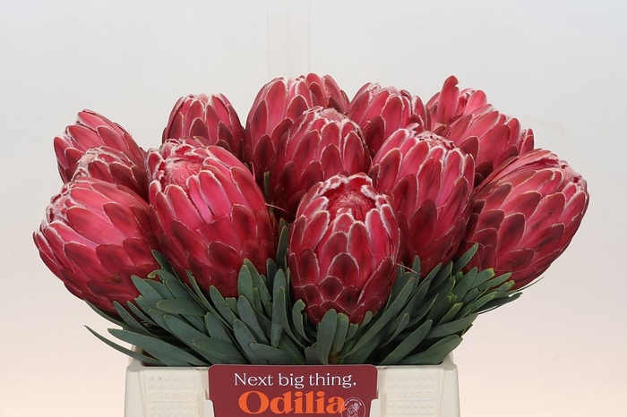 Protea Venus