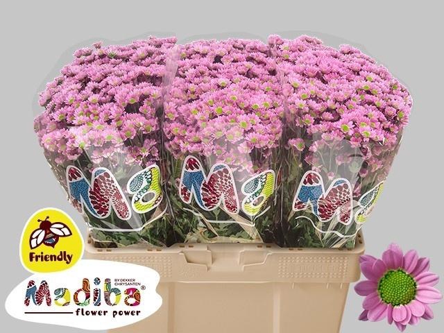 <h4>Chr S Mad Tanga Pink</h4>