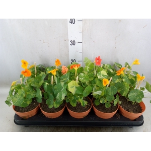 Tropaeolum majus