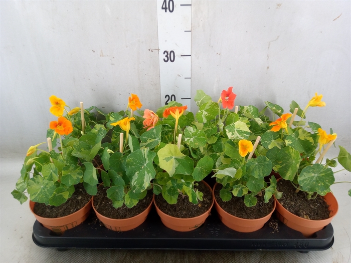 <h4>Tropaeolum majus</h4>
