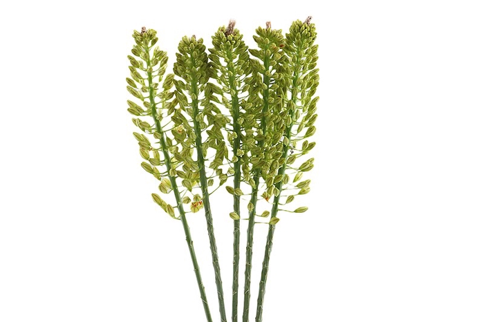 <h4>Eremurus Yellow Cleo</h4>