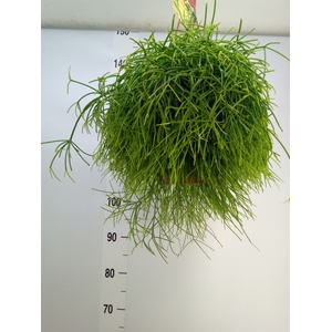 Rhipsalis baccifera 'Oasis'