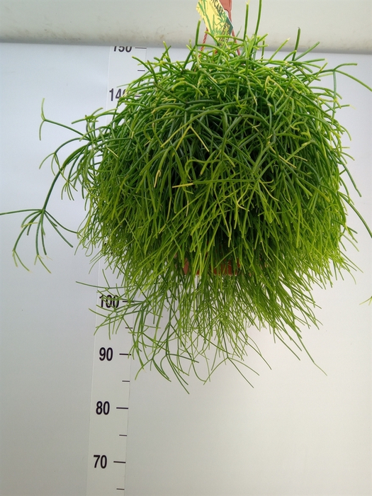 <h4>Rhipsalis baccifera 'Oasis'</h4>