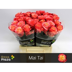 Rosa large mai tai