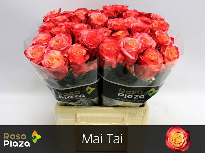 <h4>Rosa large mai tai</h4>