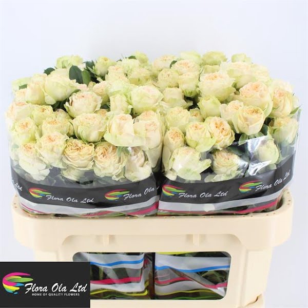 <h4>R Tr Summerrose Flora Ola</h4>