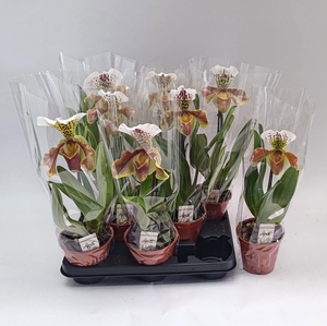 PAPH AMERIKA HYB GEM