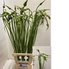 Allium Sat Ophioscor