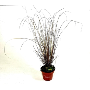 Carex buchananii p10,5