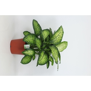 Dieffenbachia Lemon Tropic