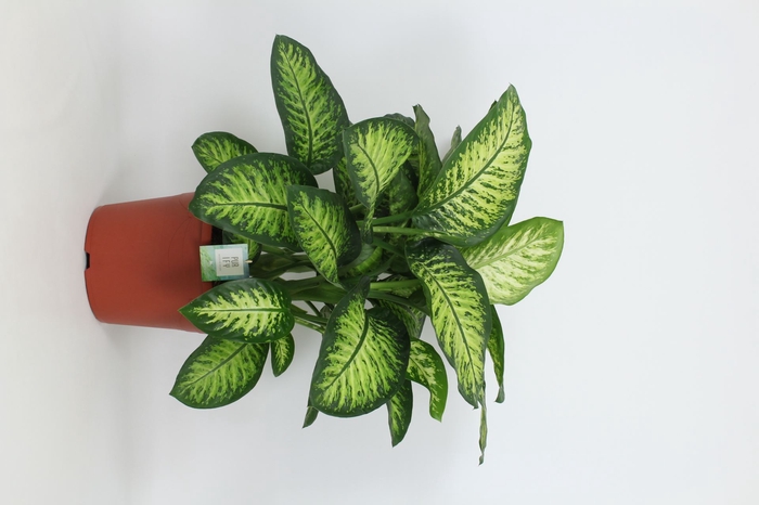 <h4>Dieffenbachia Lemon Tropic</h4>