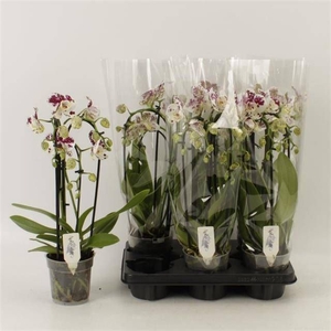 PHAL EL CASCADE