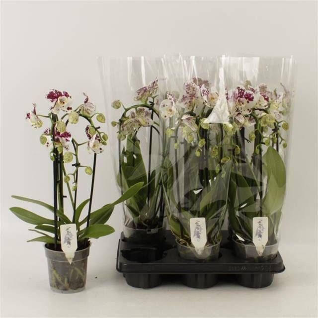 <h4>PHAL EL CASCADE</h4>