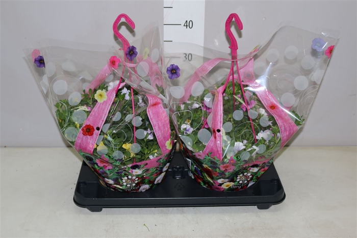 <h4>Calibrachoa Tr Lollipop In Hangpot</h4>