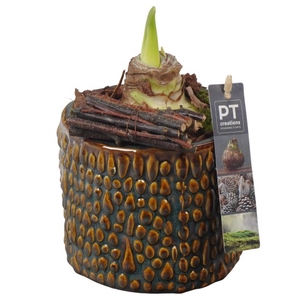 PTAA7514 Arrangementen Hippeastrum