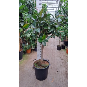 Robusta dikke stam 210