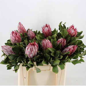 Protea cynaroides 'Clare'