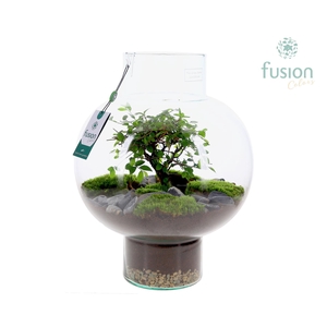 Green Bottle Laura Large met Bonsai arrangement