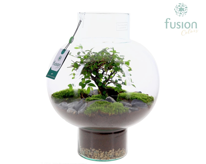 <h4>Green Bottle Laura Large met Bonsai arrangement</h4>