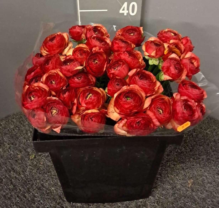 <h4>Ran Suc Ex Vintage</h4>