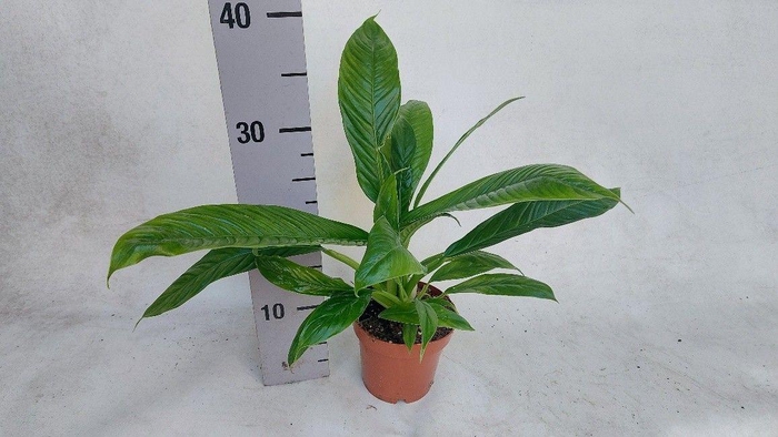 <h4>Philodendron campii12</h4>