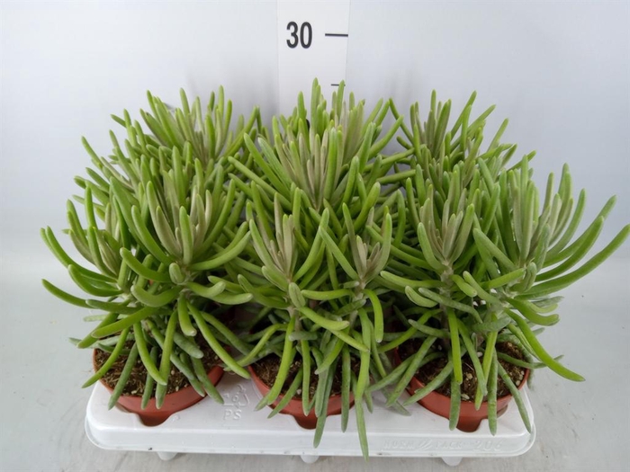 <h4>Senecio ...</h4>