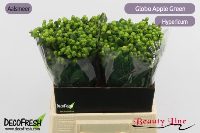 <h4>HYP GLOBO APPLEGREEN</h4>