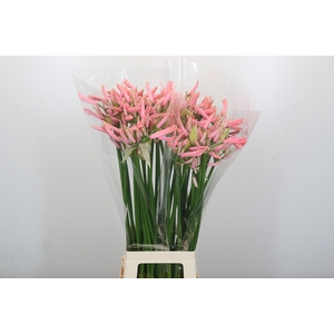 Nerine Casandra
