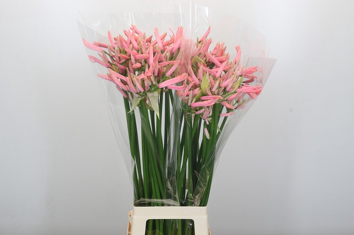 <h4>Nerine Casandra</h4>