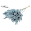 Pampas Grass 100cm 5st/bunch Frosted Light Blue