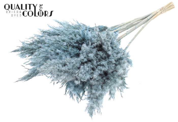 Pampas Grass 100cm 5st/bunch Frosted Light Blue