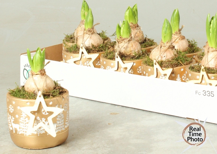 <h4>ARR HYACINTH</h4>