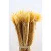 Dried Cortaderia Dadang Soft Yellow 100cm P Stem