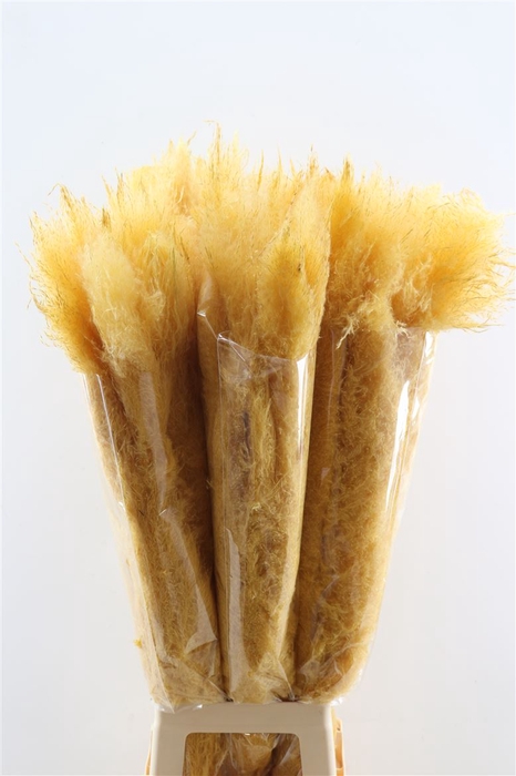 Dried Cortaderia Dadang Soft Yellow 100cm P Stem