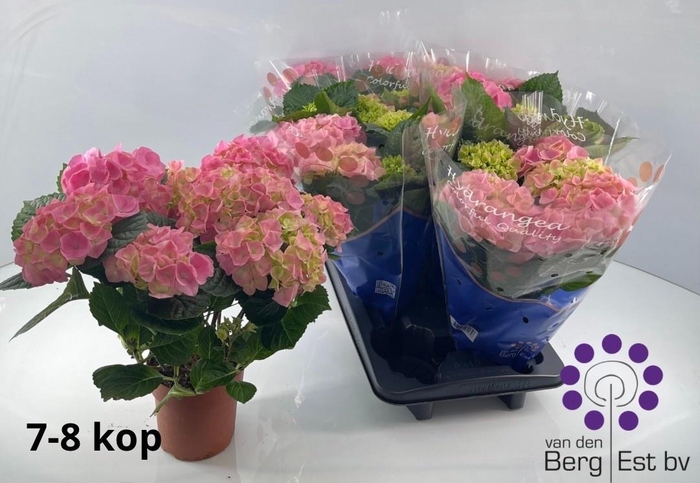 <h4>HYDR M SARENA</h4>