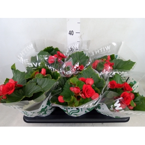 Begonia elat. DU 'Baladin'