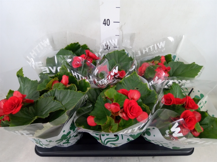 <h4>Begonia elat. DU 'Baladin'</h4>