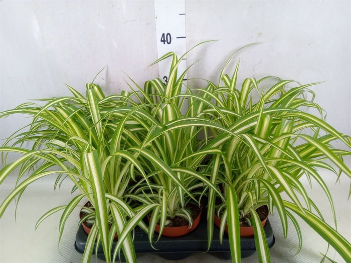 <h4>Chlorophytum com. 'Variegatum'</h4>