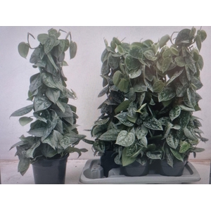 SCIND PICT SILVE ANN