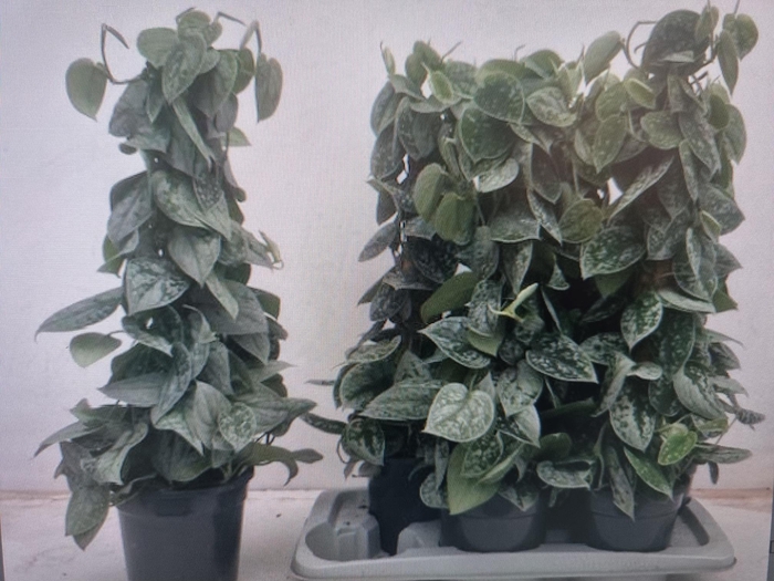 <h4>SCIND PICT SILVE ANN</h4>