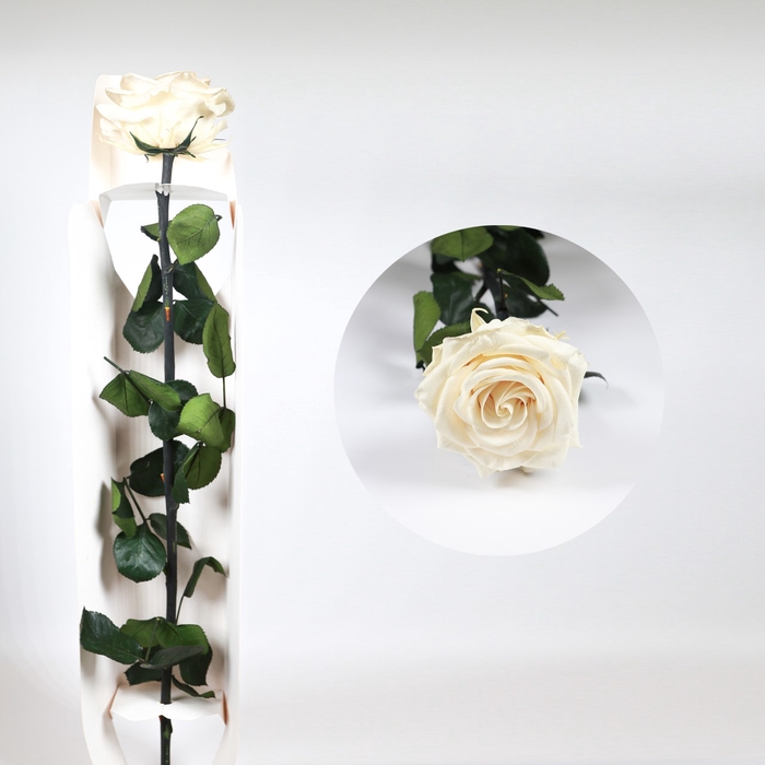 Rose on stem xl bulk 55cm champagne