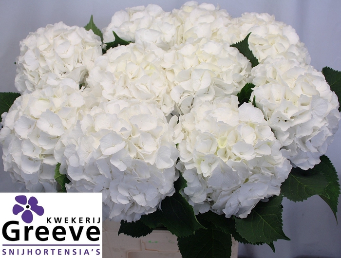 <h4>Hydr Verena White Greeve</h4>