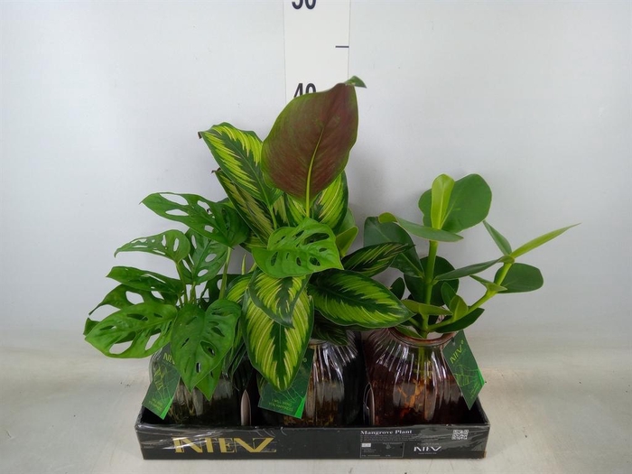 <h4>Planten  ..mix</h4>