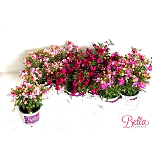 FUCHSIA B F GEM