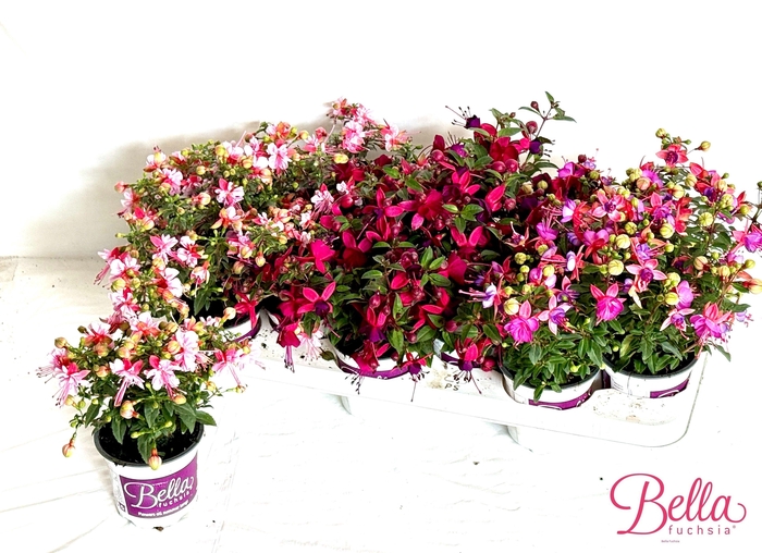 <h4>FUCHSIA B F GEM</h4>